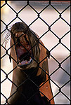 Picture: Injured sick sea lion recovers in cage at the Marine Mammal Rescue Center, Marin Headlands, California