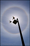 Picture: Two birds flying in a Solar Halo circle of refracted light in ice crystals around sun and blue sky and clouds.