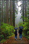 Picture: Couple walking in forest with umbrellas on trail in rain and fog, Lady Bird Johnson Grove, Redwood National Park, California