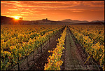 Picture: Vineyards at sunset, Carneros Region, Napa County, California