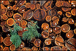 Picture: Cut redwood trees in stacked piles, lumbermill near Cloverdale, Sonoma County, California