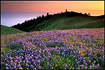 Photo: Field of purple wildflowers in green grass field on hillside at sunset, Bolinas Ridge, Mount Tamalpais, Marin County, California