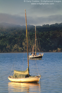 Morning light on sailboats in Tomales Bay, near Marshall, Marin County, California