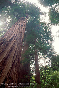 Coastal Redwood tree, Muir Woods National Monument, near Mount Tamalpais, Marin County, California