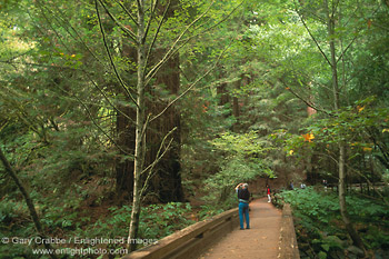 Tourist taking picture of coastal redwood trees at Muir Woods National Monument, Marin County, California