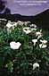 Calla Lillies in bloom, near Rodeo Beach, Marin Headlands, Golden Gate National Recreation Area, Marin County, California