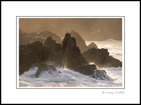 Sea gull flying over coastal rocks and crashing waves at sunrise, Stillwater Cove Regional Park, Sonoma Coast, California