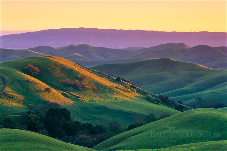 picture: Sunset light on rolling green hills in spring in the Tassajara Region, California