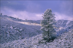 picture: Rare low-altitude snowstorm during an El Niño winter covers the Elyar Canyon, Alameda County, California