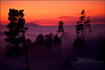 picture: OTrees and fog at sunset over San Francisco Bay from Tilden Regional Park, Berkeley Hills, California