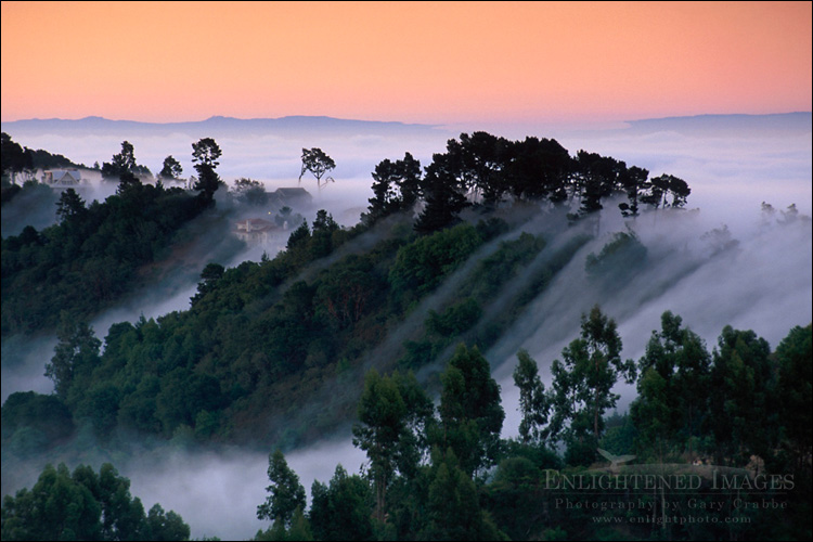 Photo: Fog at sunrise rolling in over the Berkeley Hills from Tilden Regional Park, Alameda County, California