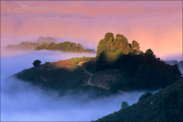 Photo: Fog and trees at sunrise in the Berkeley Hills, Alameda County, California