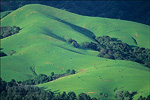 picture: Green grass and oak hills in spring, Briones Regional Park, near Orinda, Contra Costa County, California