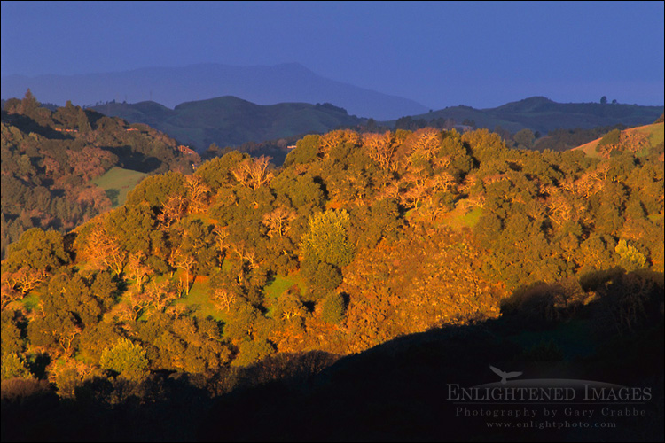 Photo: Morning light on oak covered hills in Briones Regional Park, above Lafayette, Contra Costa County, California