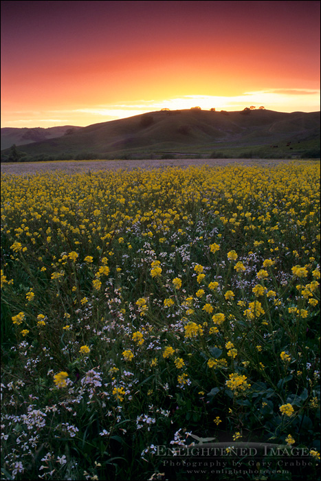 Photo: Sunset over green field filled with wildflowers in spring, Alhambra Valley, Contra Costa, California