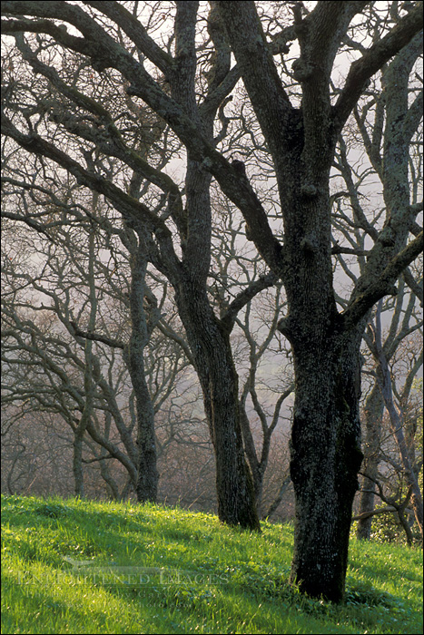 picture: Oak trees and green grass on hills in spring, Briones Regional Park, Contra Costa County, California