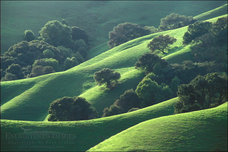 picture: Oak trees and green grass on hills in spring, Briones Regional Park, Contra Costa County, California