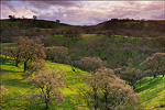 picture: Oak trees, green grass, in spring, Mount Diablo State Park, Contra Costa County, California