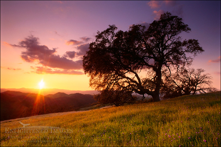 Photo: Oak tree at sunset, Mt. Diablo State Park, Contra Costa County, California