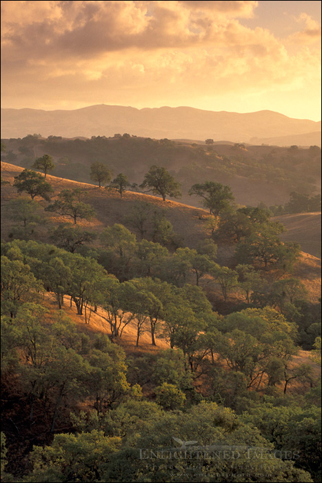 picture: Clouds at sunset over golden hills and oak trees, Mount Diablo State Park, Contra Costa, California