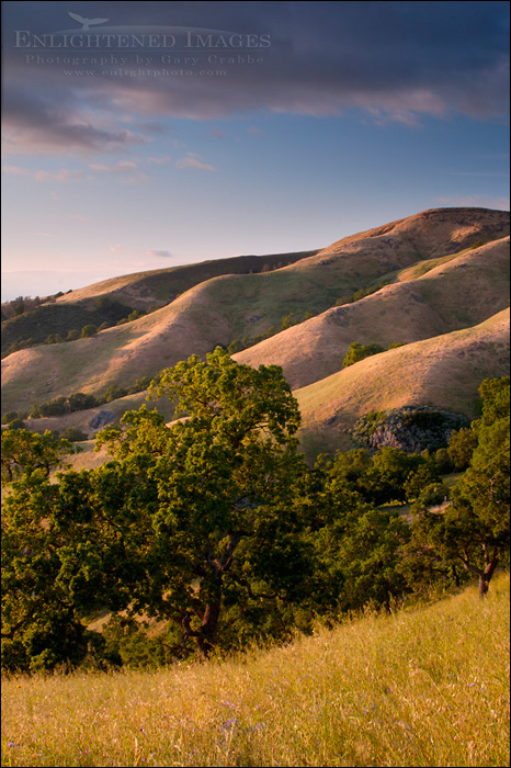 Photo: Sunset light on oak trees and rolling hills in spring, Mount Diablo State Park, California