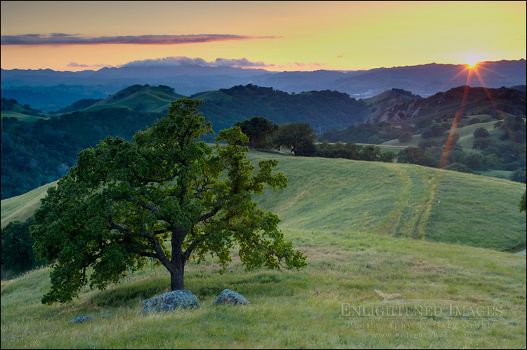 Photo: Lone oak tree and rolling hills in spring and golden sunset light, Mount Diablo State Park, California