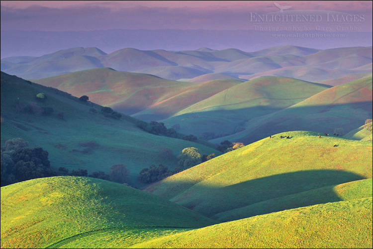 Photo: First light of morning on green hills in spring, Tassajara Region, Contra Costa County, California