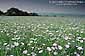 Field of flowers near Marlborough, England