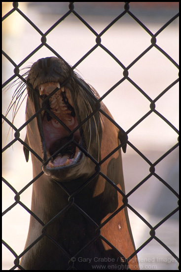Picture: Injured sea lion behind cage fence, Marine Mammal Rescue Center, California