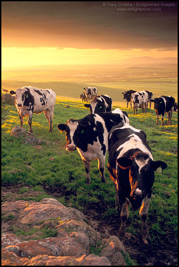Picture: Dairy Cows at sunrise, Central Valley, California