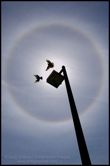 Picture: Birds in flight inside solar halo