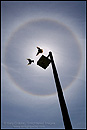 Picture: A pair of birds in flight flying inside solar halo