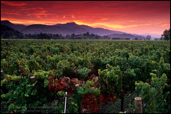 Picture: Red sky at sunrise over vineyard, Napa Valley, California