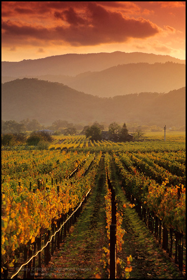 Picture: Vineyard at sunset on the Silverado Trail, Napa Valley, California