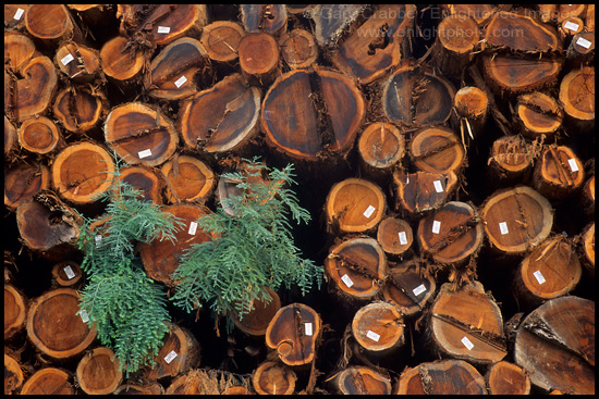 Picture: Perseverance of Life, fresh growth on cut redwood logs, Sonoma County, California