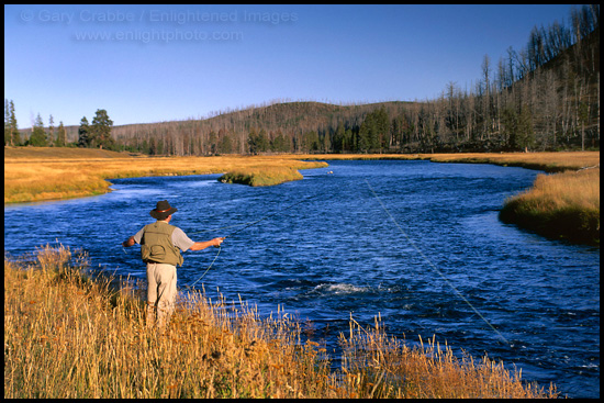 Picture: Fly Fishing on the Madison River, Yellowstone National Park, Wyoming