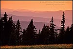Photo: Evergreen pine trees and distant hills at sunset, Crater Lake National Park, Oregon
