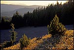 Photo: Golden sunset light on young pine tree, Crater Lake National Park, Oregon