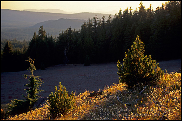 Photo: Golden sunset light on young pine tree, Crater Lake National Park, Oregon