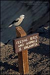 Photo: Clark's Nutcraker on No Feeding the Birds and Animals Sign, Crater Lake National Park, Oregon
