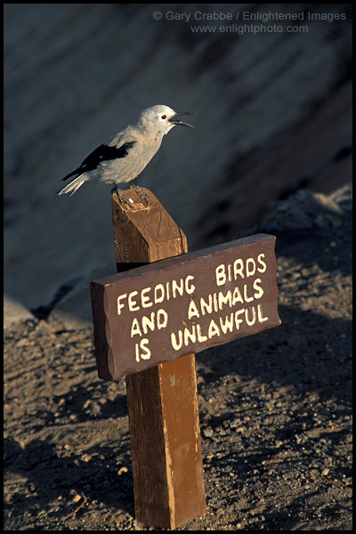 Photo: Clark's Nutcraker on No Feeding the Birds and Animals Sign, Crater Lake National Park, Oregon