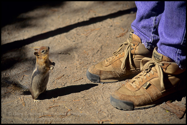 Photo: Wildlife Encounter w/ small unafraid animal: Golden-Mantled Ground Squirrel greets a tourist hiker while looking (begging) for food, Cleetwood Trail, Crater Lake National Park, Oregon