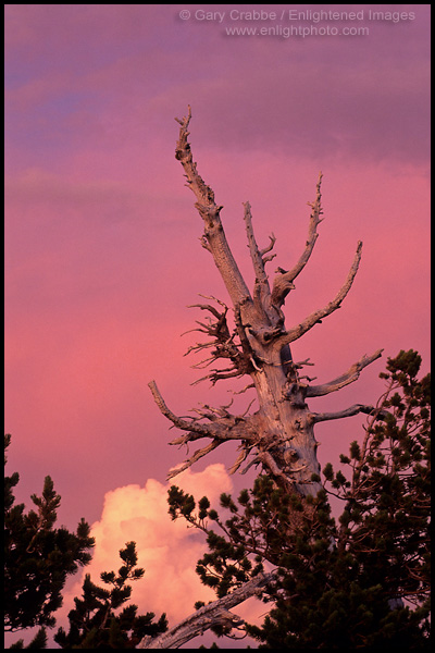 Photo: Glowing red sky at sunset over Whitebark Pine (pinus albicaulus), Crater Lake National Park, Oregon