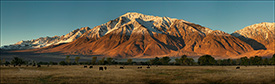 Picture: Cattle grazing in the Round Valley below Mount Tom, Eastern Sierra, California