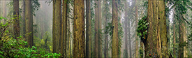 Picture: Misty morning light in the redwood forest, Redwood National Park, California