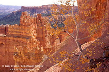 Aspen tree in fall near the canyon rim near Sunset Point, Bryce Canyon National Park, Utah