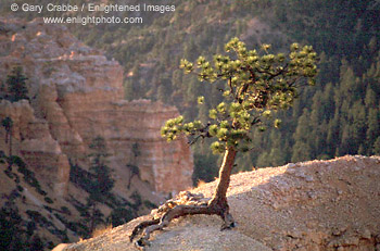 Lone tree clings to eroded soil ridge on the Queens Garden Trail, Bryce Canyon National Park, Utah
