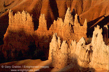 Morning light on hoodoos in the Queens Garden Area, Bryce Canyon National Park, Utah