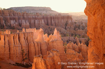 Morning light in Bryce Ampitheater from the Navajo Loop Trail, Bryce Canyon National Park, Utah