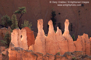 Morning light on hoodoos in Bryce Ampitheater, Bryce Canyon National Park, Utah